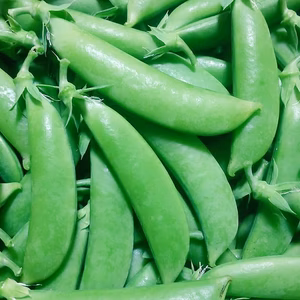 今が旬！天っこスナップエンドウ優品Ｌサイズ【１キロ(200ｇ✕5パック)】