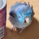 あゆか