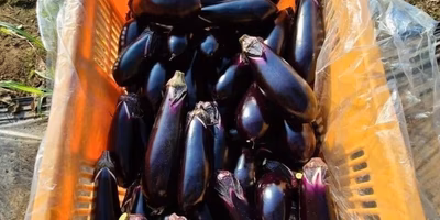 【つながるポケ○（マル）日記】農村の開国に挑む脱サラ農家ー賀川元史さんー（執筆：高橋博之）