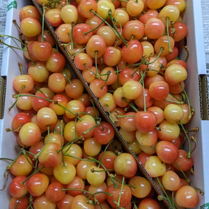 さくらんぼ佐藤錦加工用2kg