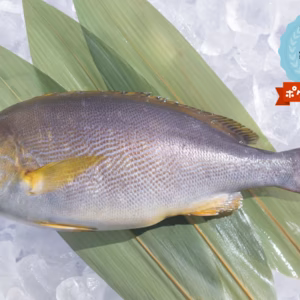 今が旬！✨イサキ　内臓ウロコ取り　血抜き神経締め