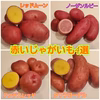 ★赤いじゃがいも4種食べ比べ★レッドムーン&ノーザンルビー&アンデスレッド&タワ