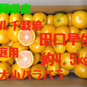 静岡県産　マルチ栽培　田口早生　大小バラバラ　約4.5㎏