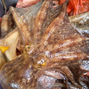 関門海峡産★関門海峡たこ＆紋甲イカのセットです（冷凍）