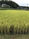 令和元年度 健康プロトン白米 (農薬.化学肥料使用ゼロ)自然栽培プラスα