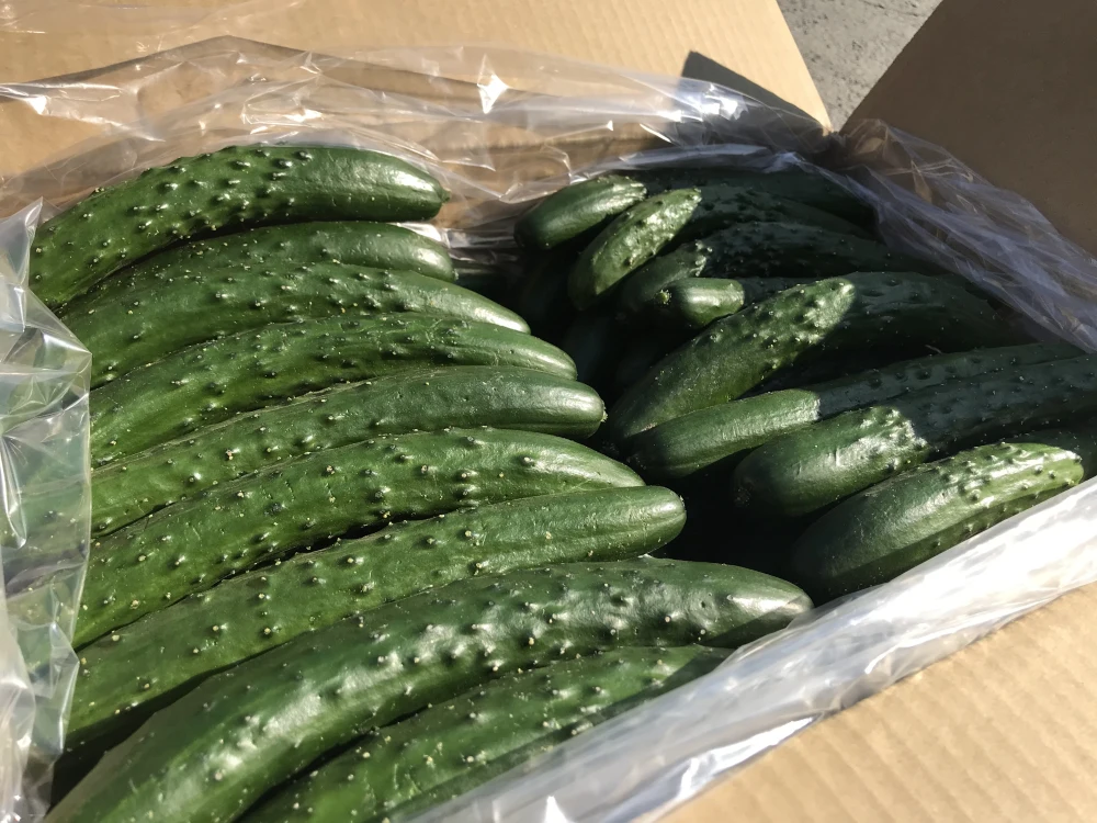 【一口かじれば耳が喜ぶパリパリ新鮮！】めおとやさい【朝採りキュウリ】