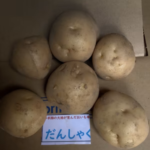  男爵   LMサイズ  5キロ