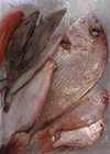季節の鮮魚詰め合わせセット、80サイズ箱(5～10匹入)