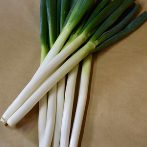 ❗️朝取り長ネギ❗️