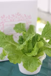 テーブル菜園・サンチュ　太陽光で育てるおしゃれなミニ菜園「ＬＥＤ栽培」