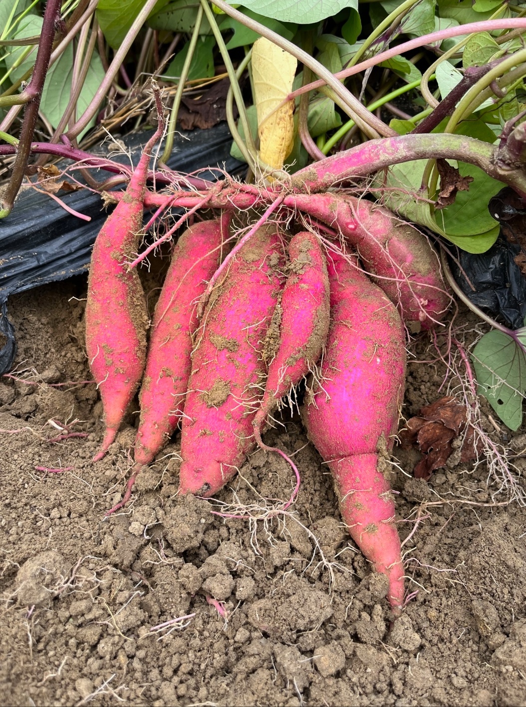 サツマイモ 愛知県産 １００ｋｇ 無農薬 - 食品