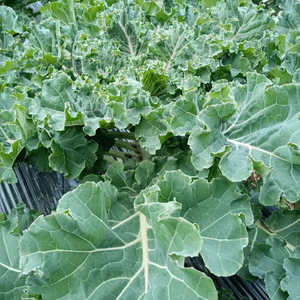 プチヴェールの葉（ケール）