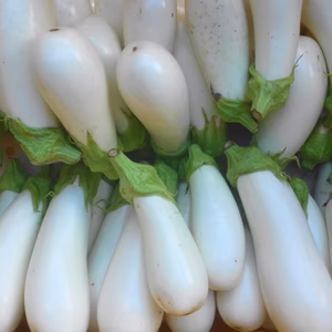 カラフル野菜祭りだよ－！旬の野菜セット～農薬/化学肥料・不使用