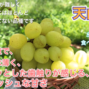 セール！　ぶどう『天山』家庭用　１キロから　長野県産　減農薬