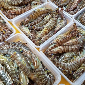お得‼数量限定‼竹富島産 冷凍車えび 750g 送料込‼
