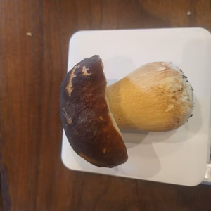 ◆今シーズン最後◆ニセコ産天然生ポルチーニ茸150g