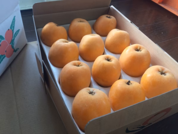 農薬不使用 房州のおいしい枇杷 ご贈答用