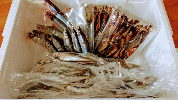 琵琶湖産【天然】小鮎　たっぷりセット！ 稚鮎や子鮎とも。