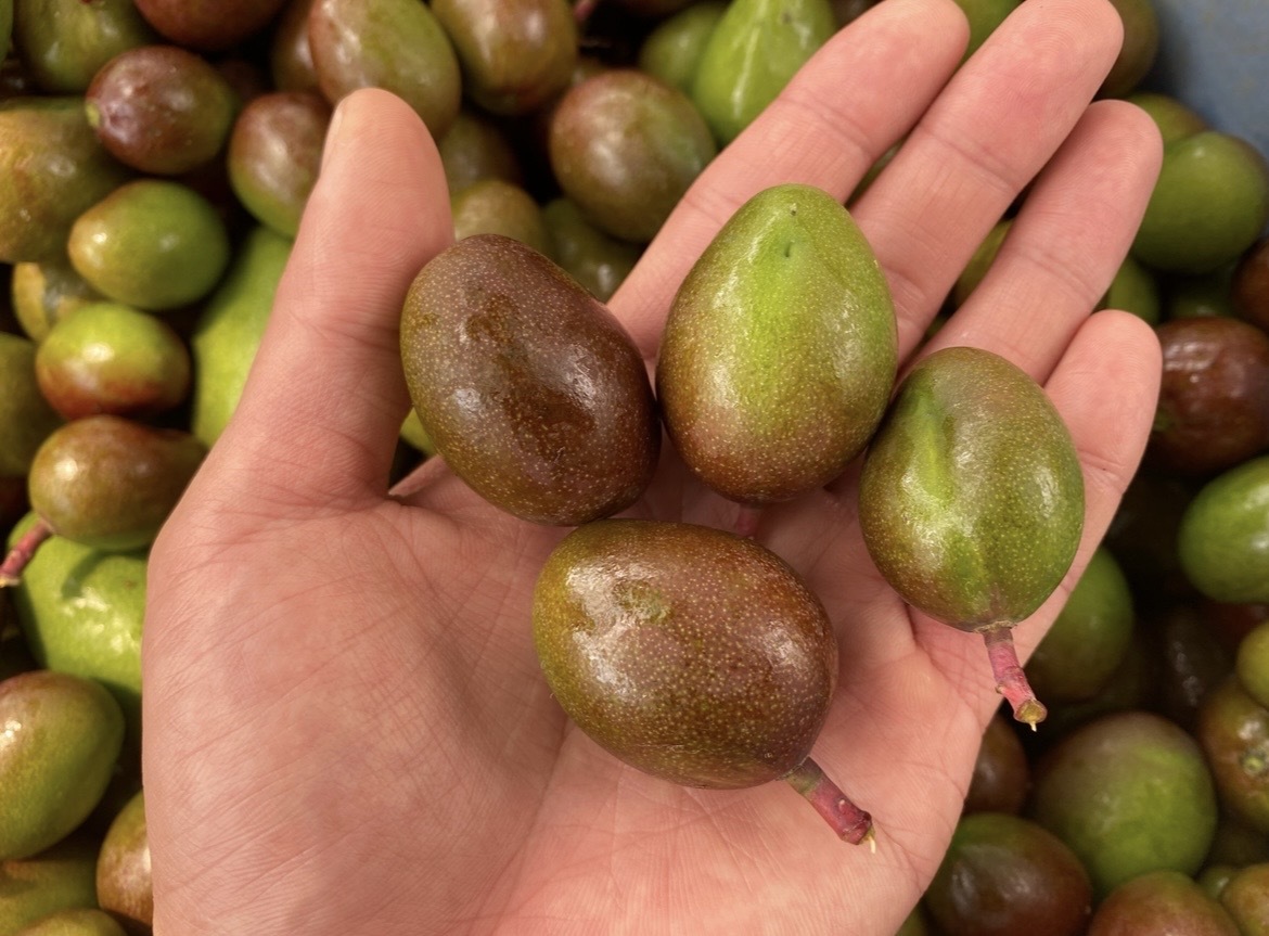 沖縄県産 摘果マンゴー(グリーンマンゴー)※小さめです！！｜野菜の商品