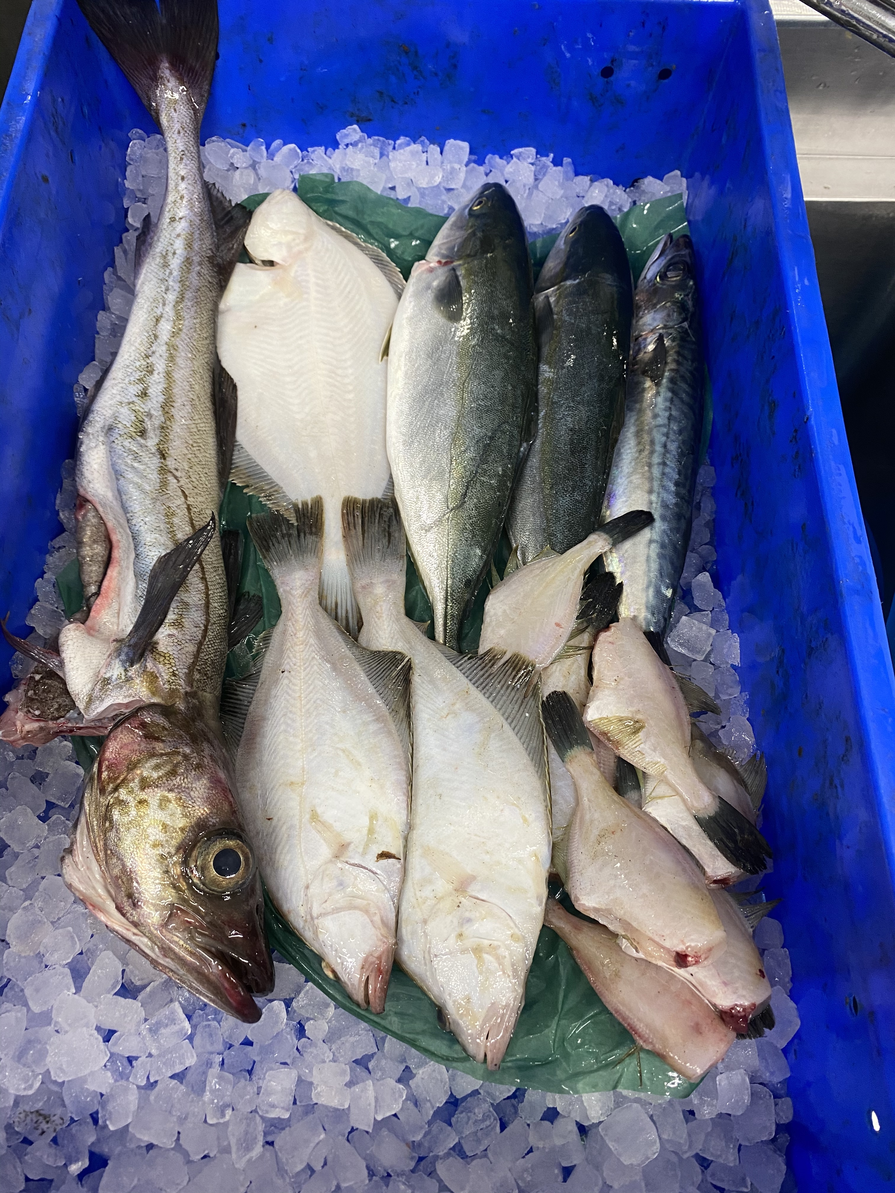 14日水揚げ 船上神経〆 ガチャ エラ 内蔵処理 農家漁師から産地直送の通販 ポケットマルシェ