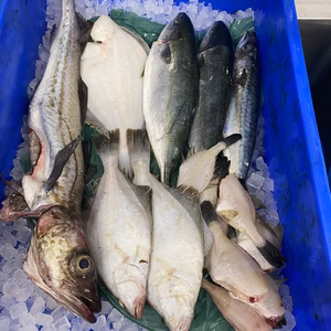 14日水揚げ‼️船上神経〆　ガチャ　エラ、内蔵処理　