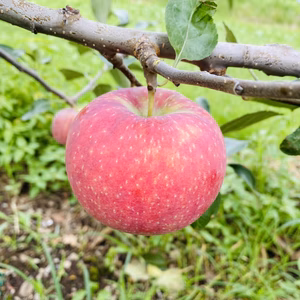 収穫中！！大人気！！　希少品種シナノリップ！良品！