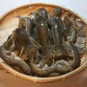 【茹でてある】シャコエビ