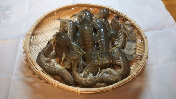 【茹でてある】シャコエビ
