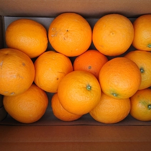 希少な国産バレンシアオレンジ 2.5キロ(約13～16個)