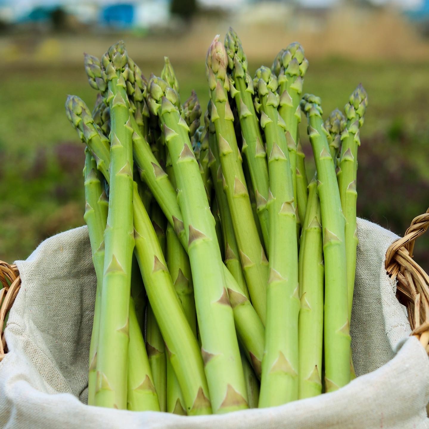 新鮮アスパラ　アスパラガス　極太　2キロ 2kg】甘味がギュッとアスパラ2kg | 商品一覧,野菜,アスパラ | さがまち
