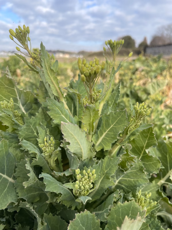やわらかな春の香り「折り菜」お浸しや炒め物、味噌汁などに