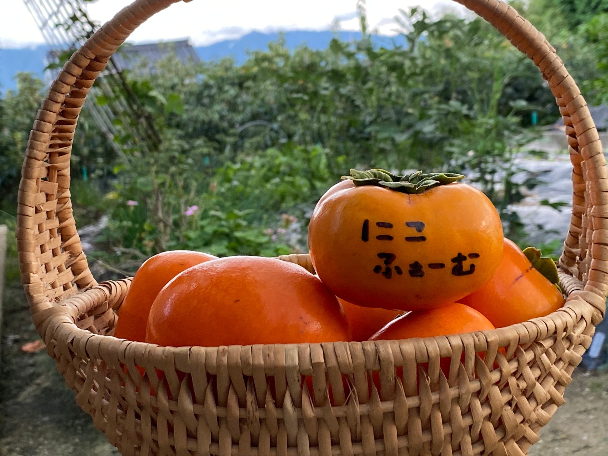 こく甘♪しあわせ柿(富有柿/ご家庭用4.6kg) 箱込約5kg