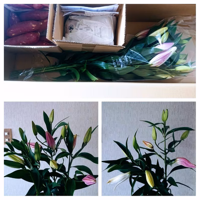 みんなの投稿の画像