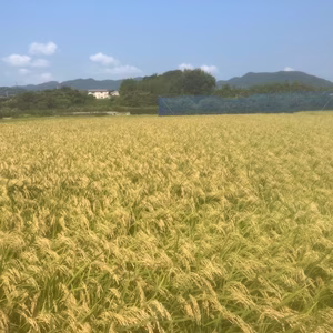 奥浜名の摩訶耶米（虹の煌き）約4.5㎏袋入り