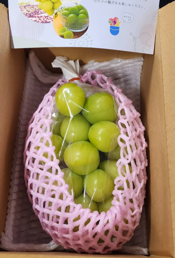 終了間近【クール便】【新鮮朝採り】長野県産 シャインマスカット