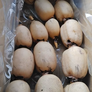 《COOL》インパクト大『れんこん4kg』普段見られない荷姿で！