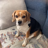 チャーリィーのママ