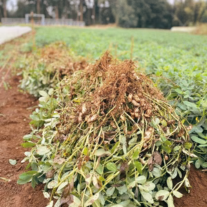 【自然栽培・生落花生おおまさり】農薬・肥料不使用