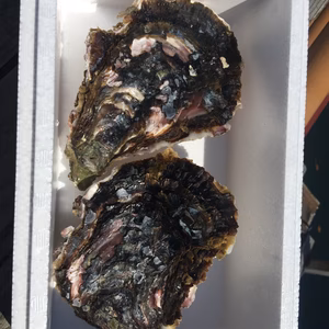 特大！的矢産岩牡蠣3Lサイズ2個 生食可