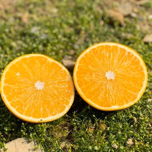 【甘酸っぱい春の味覚】完熟さつき八朔 中玉サイズ 1kg〜