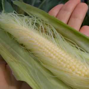 【30名限定】ひげごと丸かじり！甘くてシャキシャキ新鮮なヤングコーン（10本）