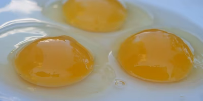 卵黄の色について