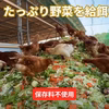 【パック入り】とれたて純国産平飼い自然卵（有精卵）添加物／保存料不使用