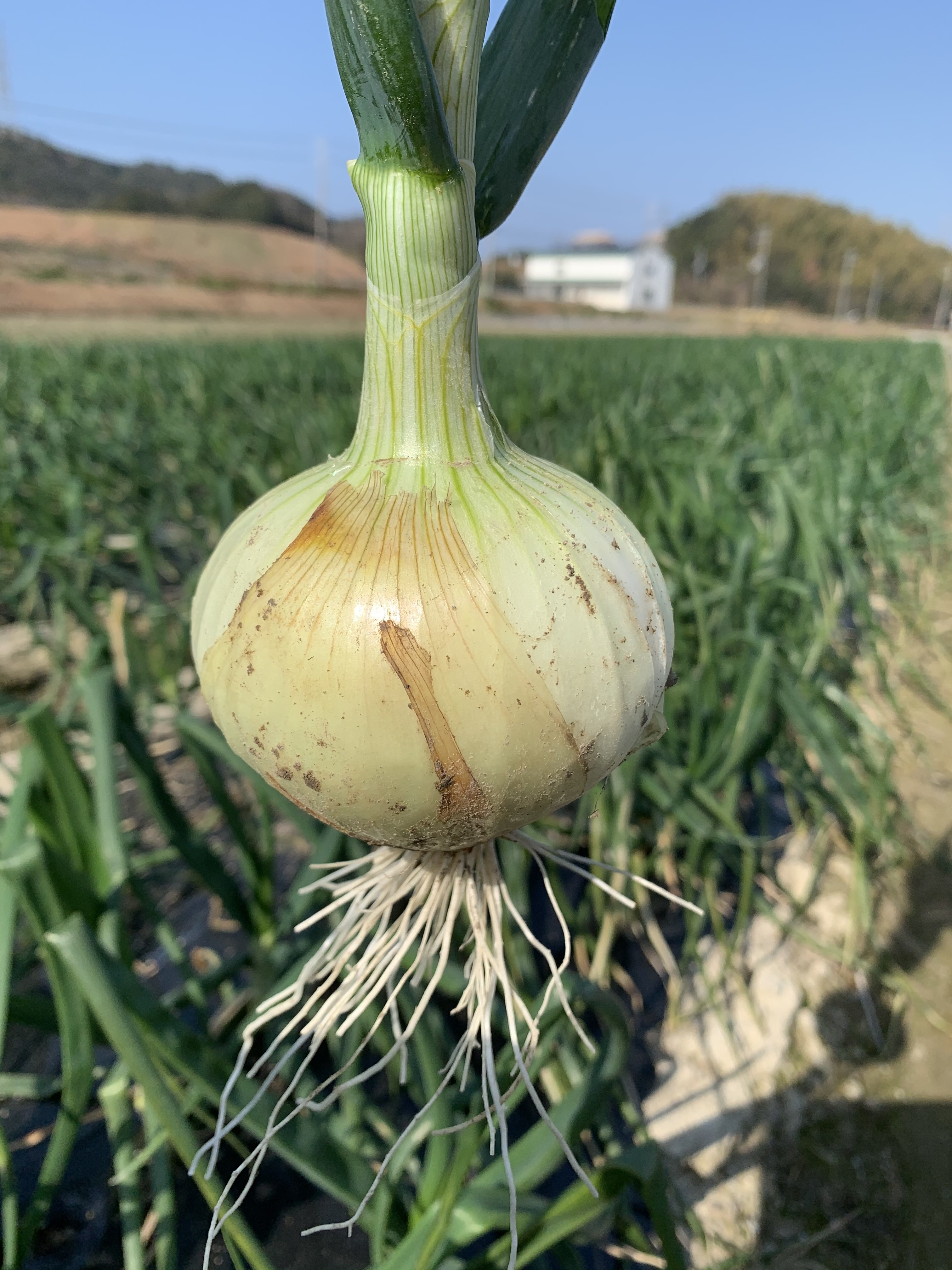 新玉ねぎ 農薬不使用 7kg - 野菜