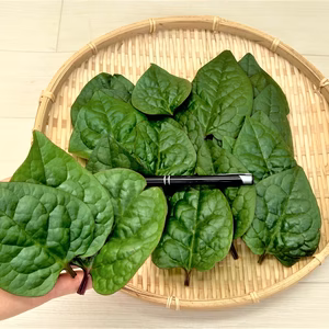 農薬不使用（無農薬）栽培　珍品　赤軸つるむらさきの葉