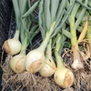 採れたて新玉ねぎ（サイズ混合です）　埼玉県加須市産