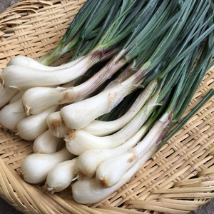 ●季節限定！島らっきょ！【農薬・化学肥料不使用】５００g〜