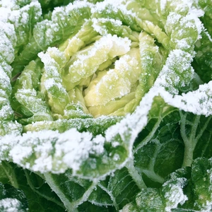 「越冬白菜のお届け参りました」兵庫県香美町産雪ぶとん白菜１玉！