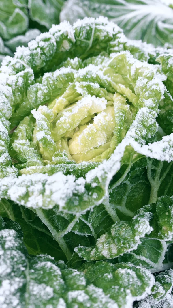 1年に1度しか食べられない、越冬白菜」兵庫県香美町産雪ぶとん白菜５玉