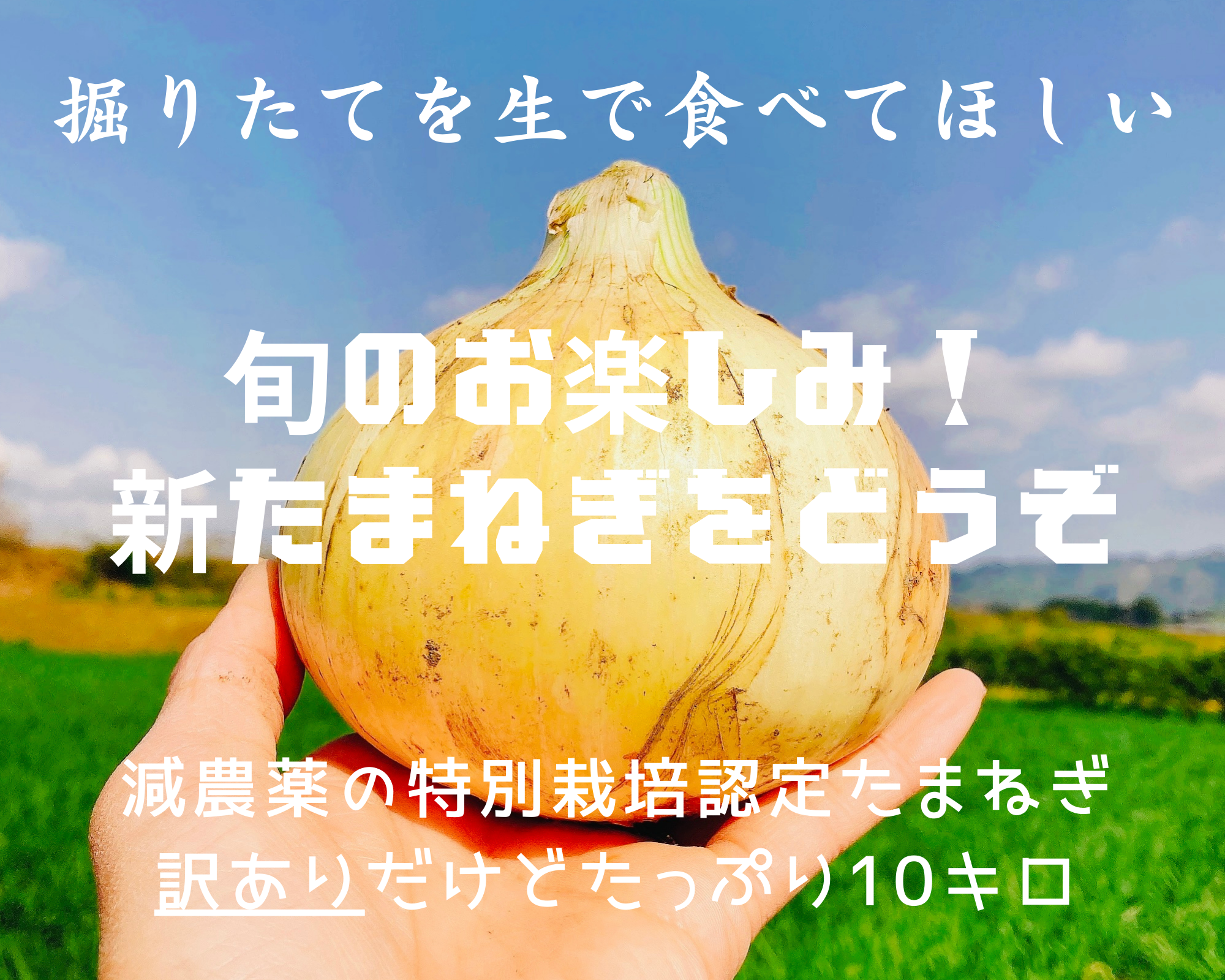 [生でも甘ーい]★訳あり★新玉ねぎ 特別栽培認定 10キロ